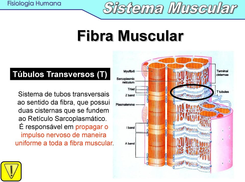 que se fundem ao Retículo Sarcoplasmático.