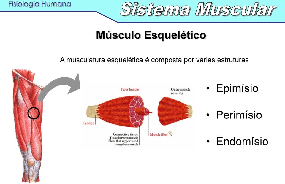 composta por várias