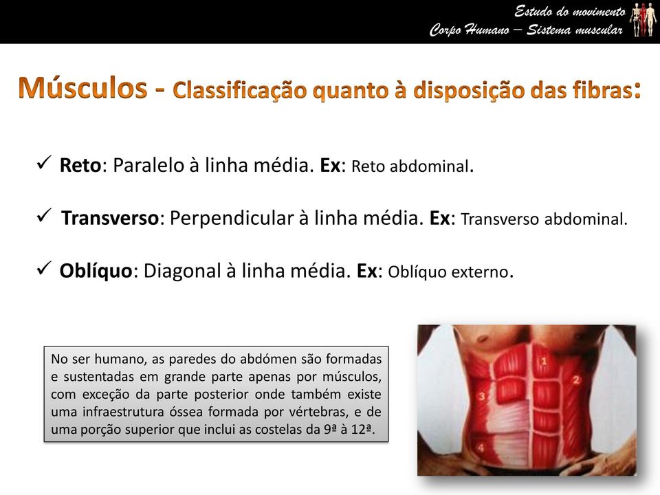 No ser humano, as paredes do abdómen são formadas e sustentadas em grande parte apenas por músculos, com