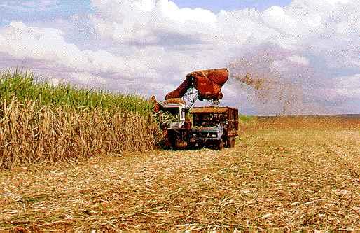 Balanço do carbono equivalente em C (kg ha -1 ano -1 ) Colheita com queima Colheita sem queima 0