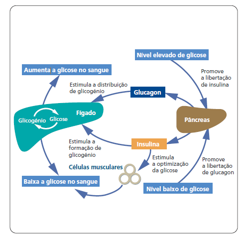 INSULINA A insulina, uma hormona produzida pelo pâncreas, é a principal substância responsável pela manutenção dos valores adequados de açúcar no sangue.