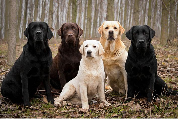Outro exemplo de epistasia recessiva é a cor do pelo do cão labrador, que pode ser preta, dourada (que varia do creme-claro a vermelho-raposa) e chocolate (que varia da cor do fígado a chocolate