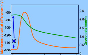 Outra rápida resposta à luz azul é a despolarização da membrana das células do hipocótilo, que precede a inibição do crescimento (despolarização provavelmente influencia os mecanismos de transporte).