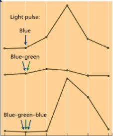 O estímulo da luz azul, na abertura estomática, é impossibilitado por substâncias inibidoras da síntese de zeoxantinas (DTT).