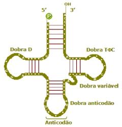 Síntese Proteica TIPOS de ÁCIDO RIBONUCLEICO (RNA) O DNA transcreve três tipos de RNA, que se diferenciam entre si, na estrutura e na função.