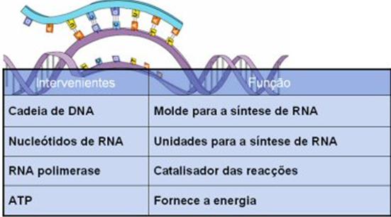 Síntese Proteica: Transcrição DNA RNA -ocorre no núcleo -é catalizada por uma enzima