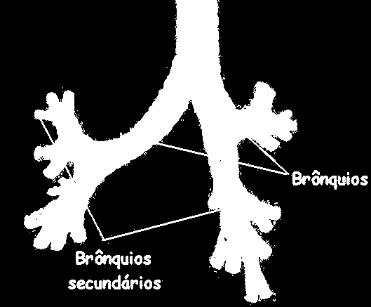 Dos brônquios partem numerosos canalículos (os bronquíolos), e em suas terminações encontram-se os alvéolos.
