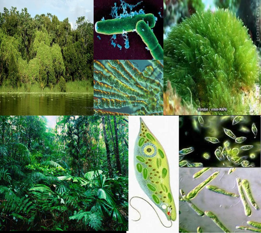É o principal processo autotrófico e é realizado pelos seres clorofilados: plantas, algas, cianobactérias.