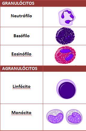 Tecido hematopoiético Leucócitos Defesa do organismo Produção de Ac e fagocitose de microorganismos