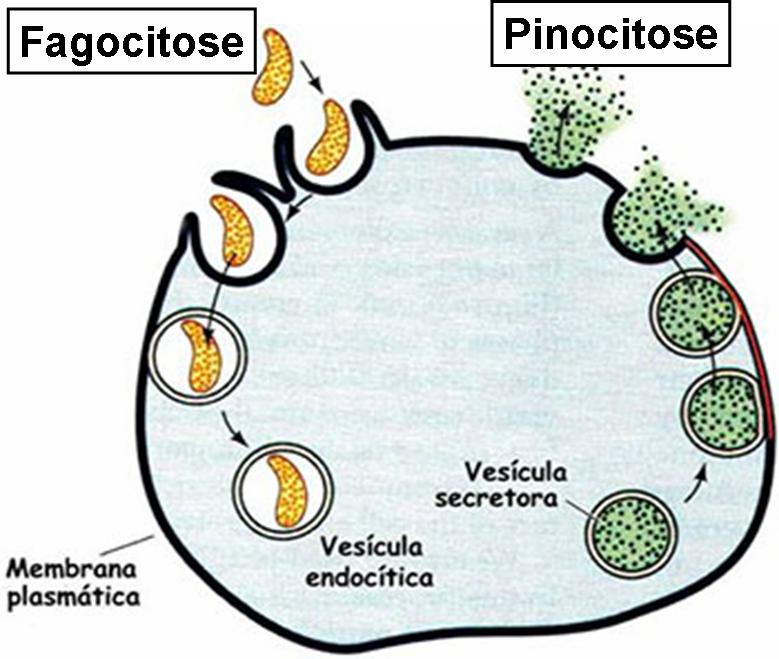 IMPORTÂNCIA DA FAGOCITOSE Para alguns invertebrados e protozoários a fagocitose é um mecanismo de captura de alimentos.