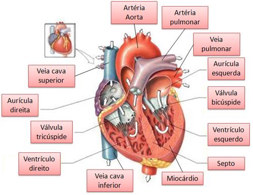 11 As câmaras de recepção do sangue, mais complacentes, são chamadas de átrios, por outro lado, as câmaras de ejeção, mais musculosas, são chamadas de ventrículos.