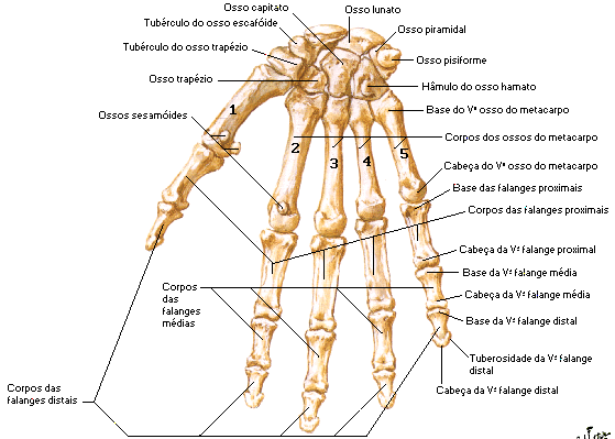 OSSOS DO CARPO, METACARPO E FALANGES CARACTERÍSTICAS: São oito ossos do carpo que, dispostos do polegar para o mínimo, e em duas fileiras, proximal e distal, são assim denominados: Escafóide