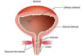 Etiologia As principais causas de retenção urinária são: -Aumento da próstata, -Constipação, estreitamento e edema da uretra como conseqüência de parto e cirurgia -Ansiedade emocional