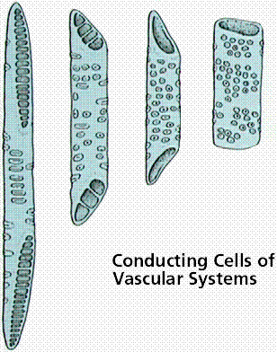 Transporte através do xilema Células do xilema de angiospermas (elementos traqueais): - traqueídes - elementos de vaso placas de perfuração pontoações Estruturas características: