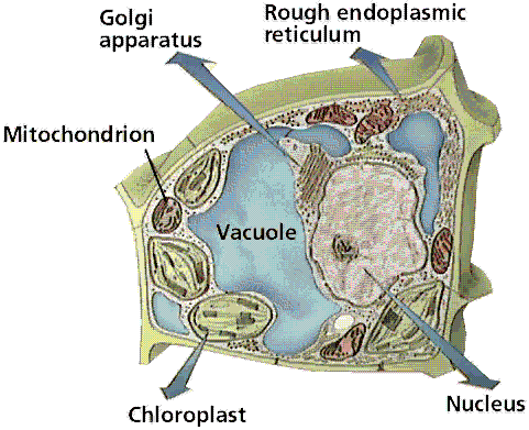 Amadurecimento da célula vegetal água núcleo cristais vacúolo parede celular primária tonoplasto citoplasma com organelas O crescimento celular se dá devido à absorção de água pela célula Na célula