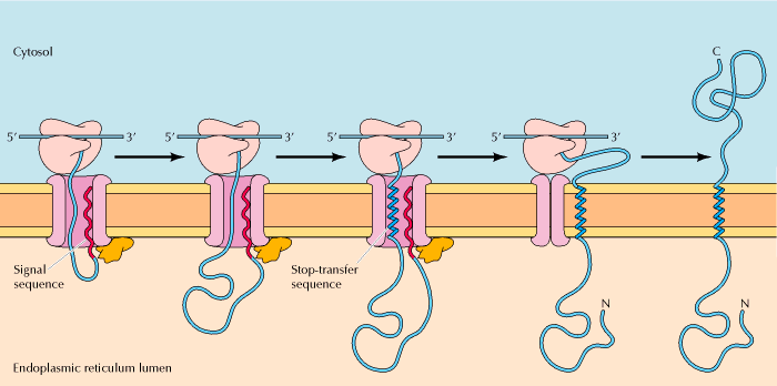 PROTEÍNAS TRANSMEMBRÂNICAS UNIPASSO PEPTÍDEO STOP TRANSFER Proteínas trans membrana single pass (passagem