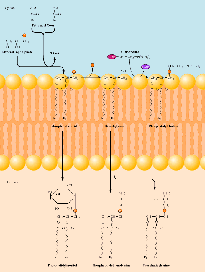 SÍNTESE DE FOSFOLIPÍDEOS A maioria dos lipídios de membrana (fosfolipídios e colesterol) são
