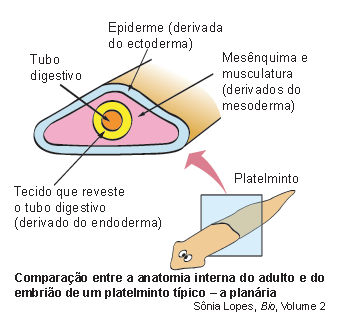 Planária como exemplo de platelminto Dorsal Animal com simetria bilateral corpo pode ser dividido