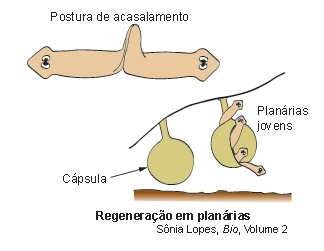 Classificação dos platelmintos Turbelários