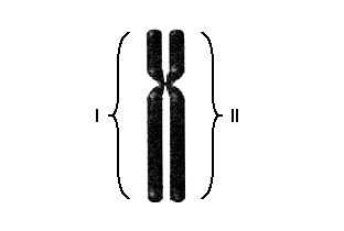 c) (1) Ocorre a separação das duas cromátides-irmãs. (2) Os cromossomos se descondensam e as fibras do fuso mitótico desaparecem. (3) Os cromossomos duplicados na interfase começam a se condensar.