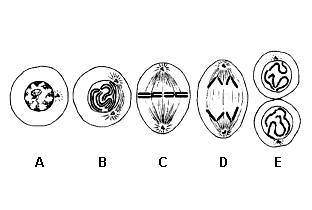 35-- A seqüência de eventos cromossômicos que ocorrem na duplicação de uma célula somática animal está representada nos desenhos a seguir.