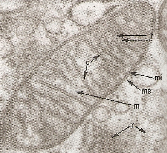 Membrana interna (mi) Se invagina para o interior, constituindo as cristas mitocondriais Onde