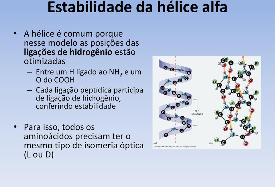 Cada ligação peptídica participa de ligação de hidrogênio, conferindo estabilidade