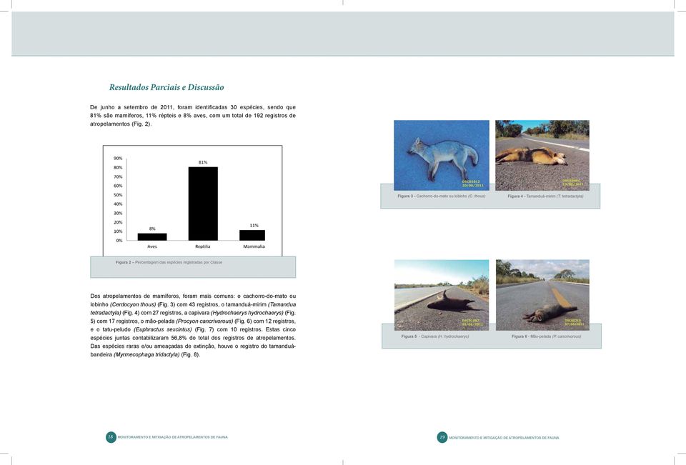 tetradactyla) Figura 2 Percentagem das espécies registradas por Classe Dos atropelamentos de mamíferos, foram mais comuns: o cachorro-do-mato ou lobinho (Cerdocyon thous) (Fig.