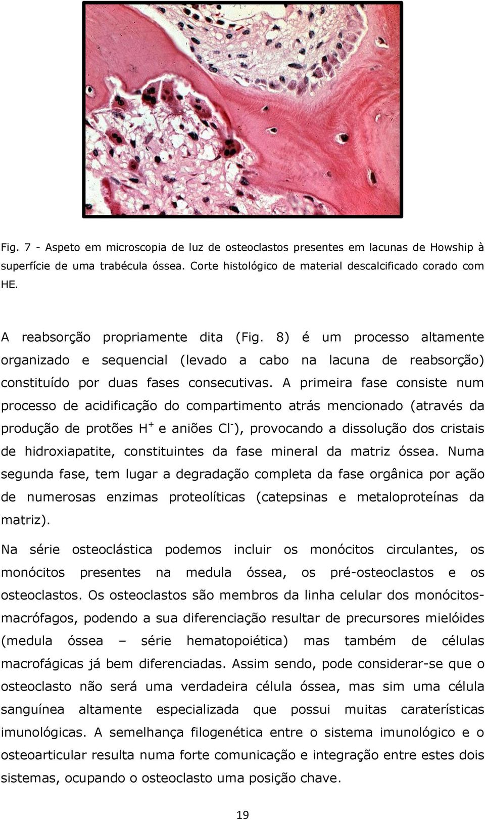 A primeira fase consiste num processo de acidificação do compartimento atrás mencionado (através da produção de protões H + e aniões Cl - ), provocando a dissolução dos cristais de hidroxiapatite,