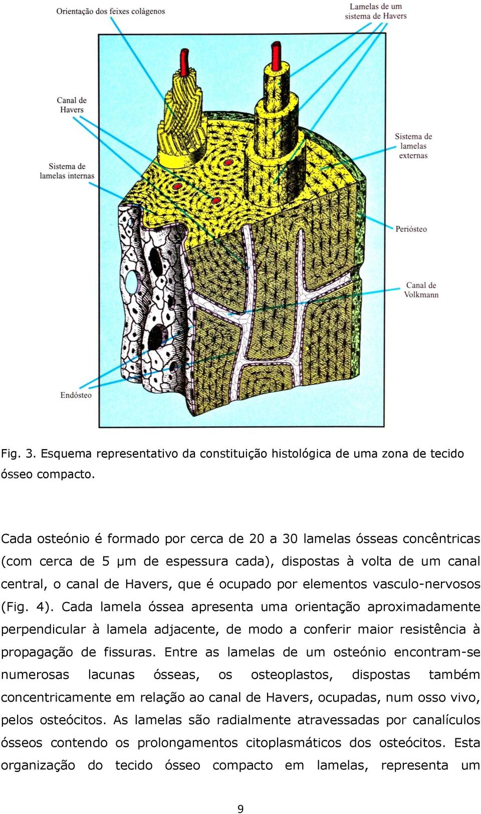 vasculo-nervosos (Fig. 4). Cada lamela óssea apresenta uma orientação aproximadamente perpendicular à lamela adjacente, de modo a conferir maior resistência à propagação de fissuras.