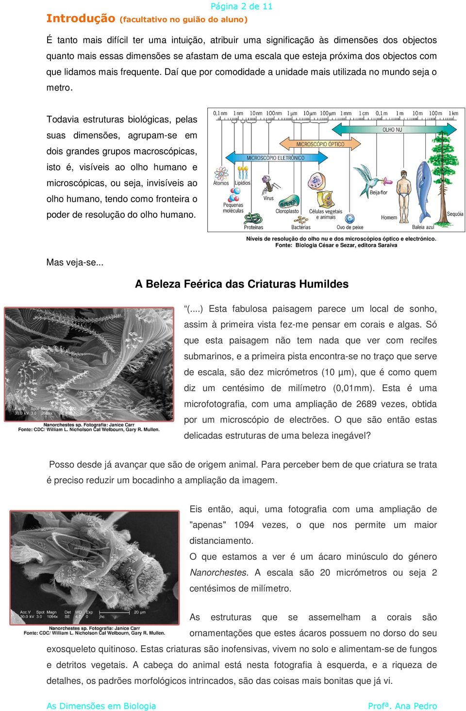 Todavia estruturas biológicas, pelas suas dimensões, agrupam-se em dois grandes grupos macroscópicas, isto é, visíveis ao olho humano e microscópicas, ou seja, invisíveis ao olho humano, tendo como