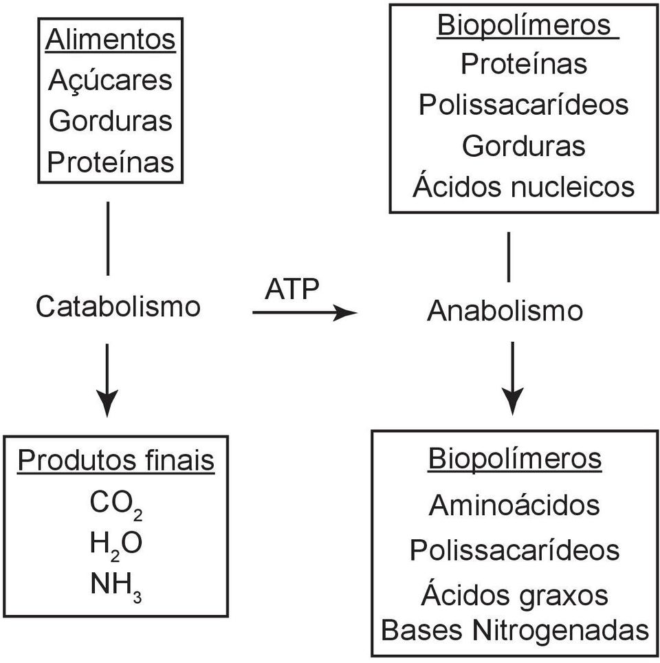 Catabolismo ATP Anabolismo Produtos finais CO 2 H 2 O NH 3