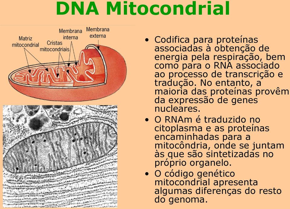 No entanto, a maioria das proteínas provêm da expressão de genes nucleares.