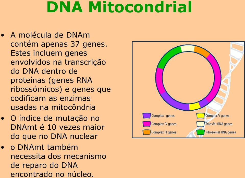 ribossómicos) e genes que codificam as enzimas usadas na mitocôndria O índice de mutação