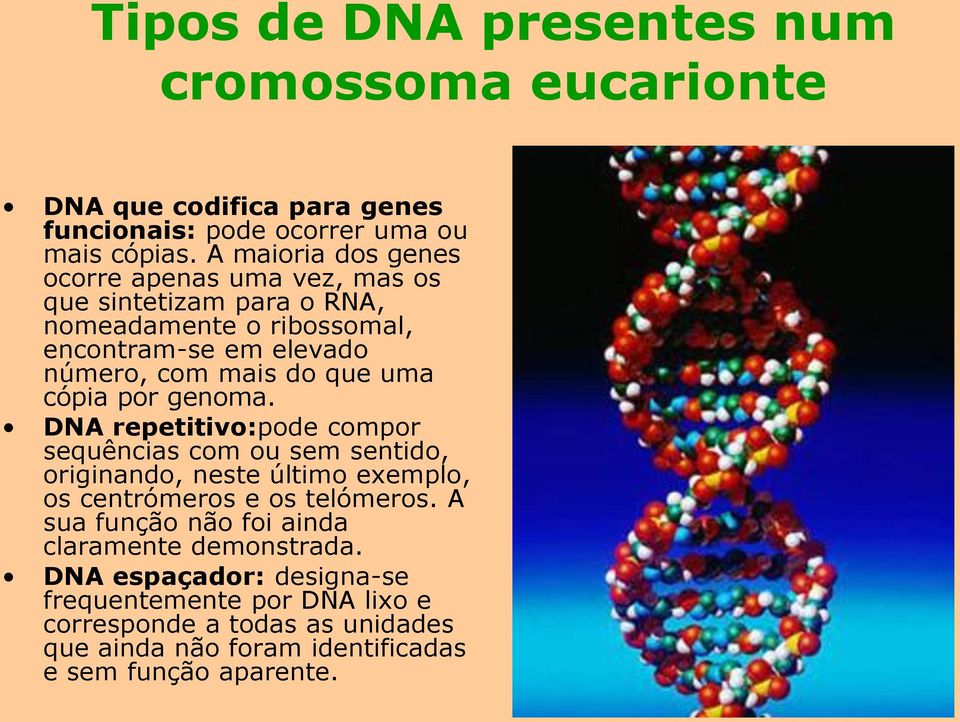 uma cópia por genoma. DNA repetitivo:pode compor sequências com ou sem sentido, originando, neste último exemplo, os centrómeros e os telómeros.