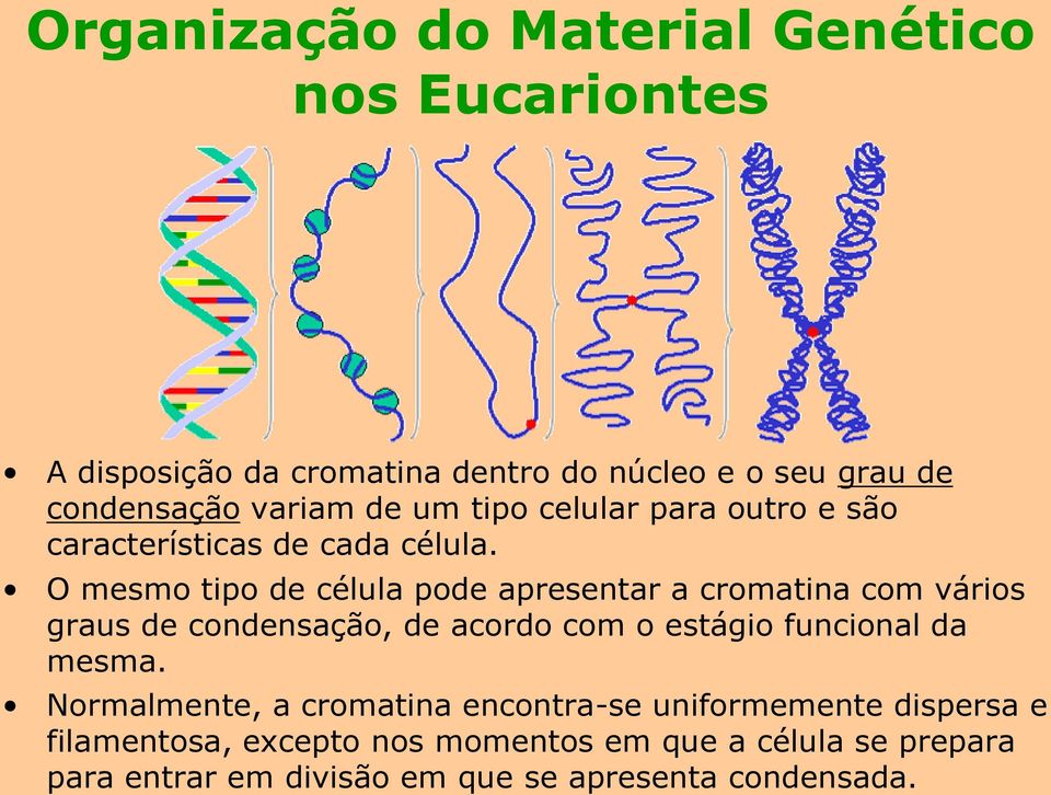 O mesmo tipo de célula pode apresentar a cromatina com vários graus de condensação, de acordo com o estágio funcional da