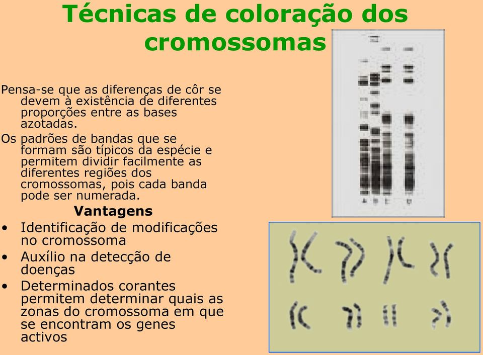 Os padrões de bandas que se formam são típicos da espécie e permitem dividir facilmente as diferentes regiões dos