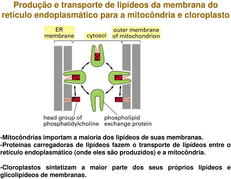 Proteínas carregadoras de lipídeos fazem o transporte de lipídeos entre o retículo endoplasmático