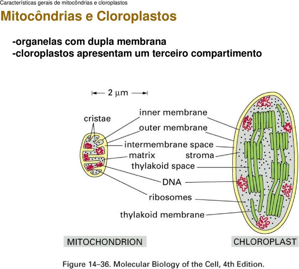 Cloroplastos organelas com dupla