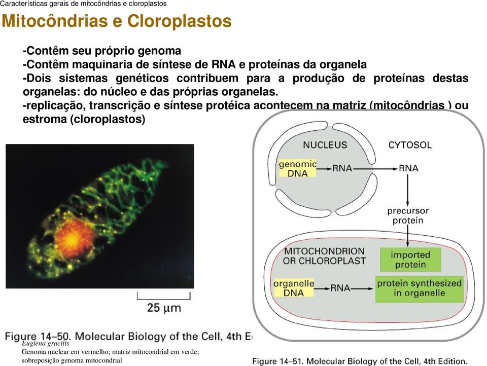 organelas: do núcleo e das próprias organelas.