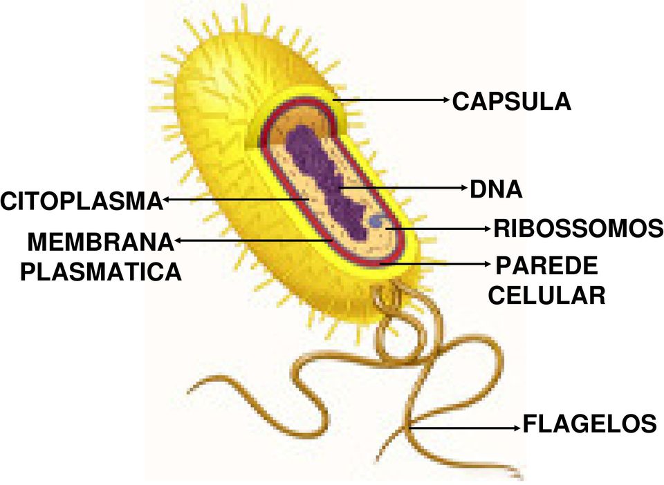 DNA RIBOSSOMOS