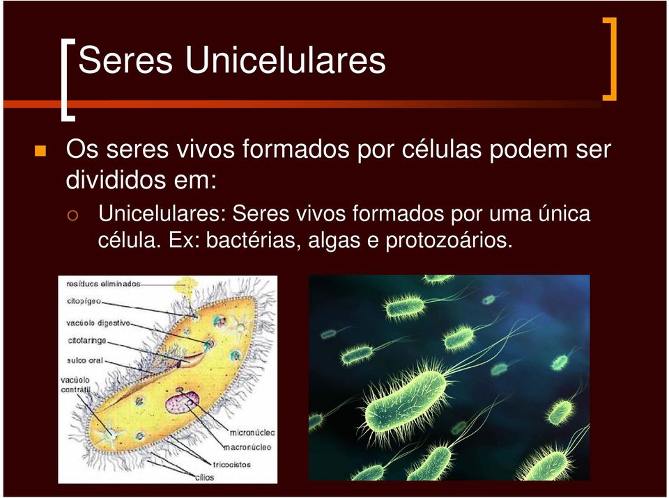 Unicelulares: Seres vivos formados por uma