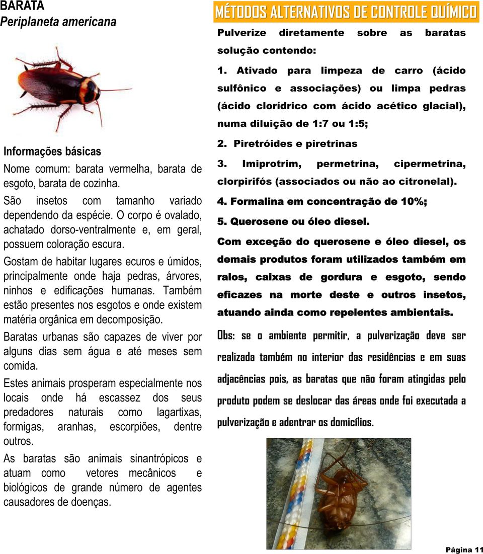 vermelha, barata de esgoto, barata de cozinha. São insetos com tamanho variado dependendo da espécie. O corpo é ovalado, achatado dorso-ventralmente e, em geral, possuem coloração escura.