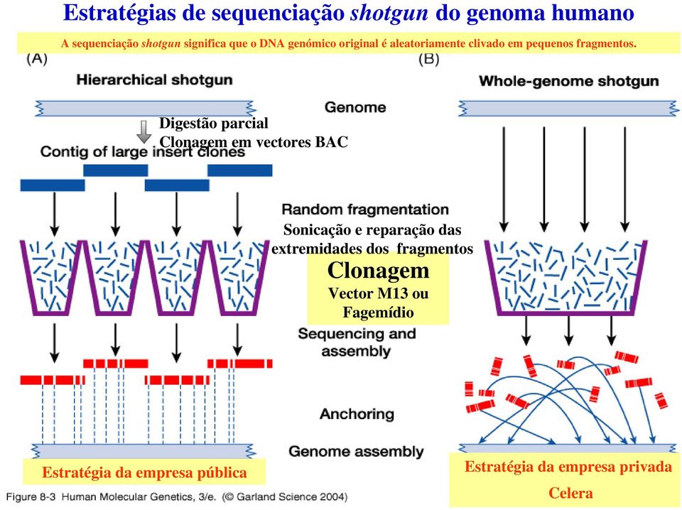 Digestão parcial Clonagem em vectores BAC Sonicação e reparação das extremidades dos