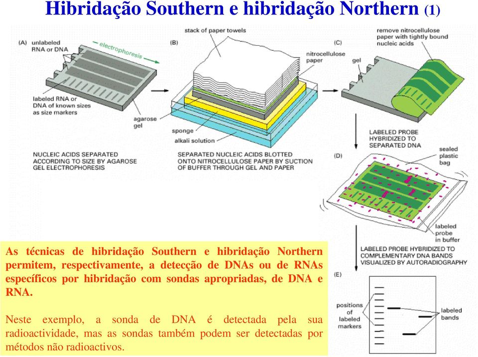 por hibridação com sondas apropriadas, de DNA e RNA.