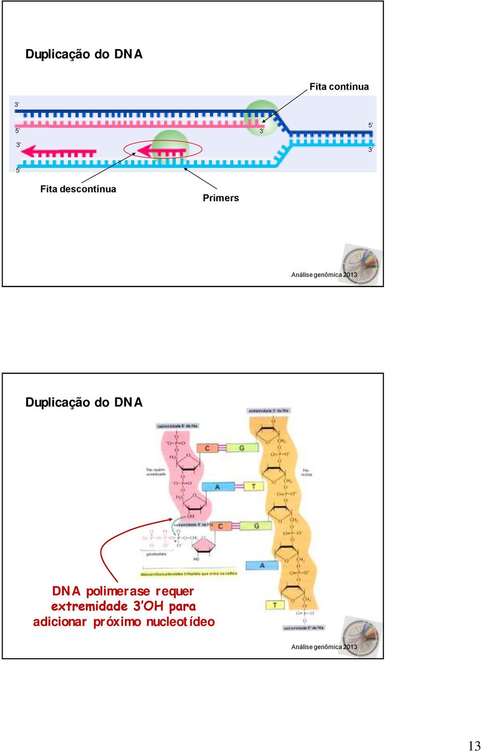 Duplicação do DNA DNA polimerase