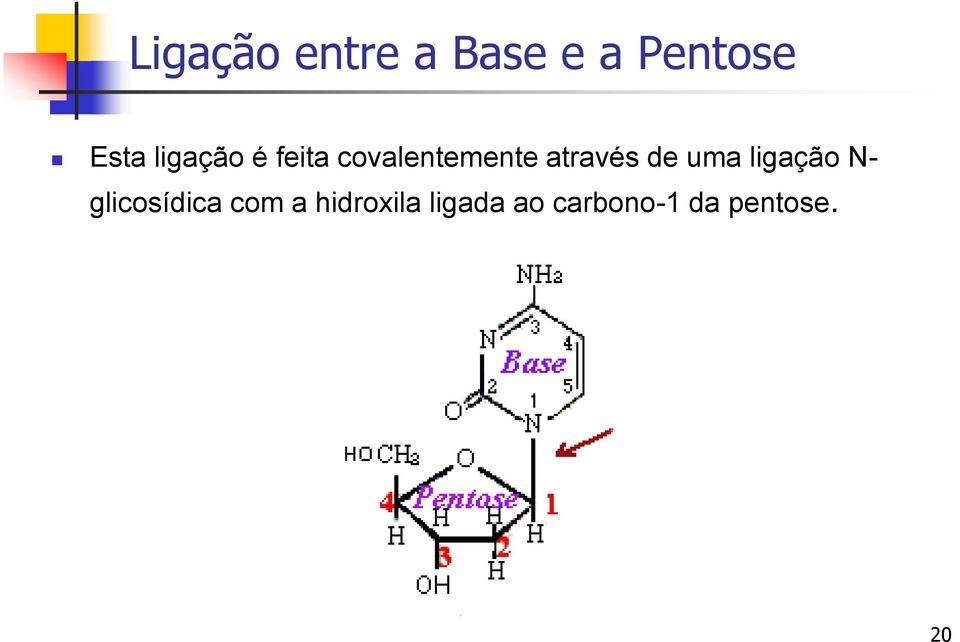 de uma ligação N- glicosídica com a