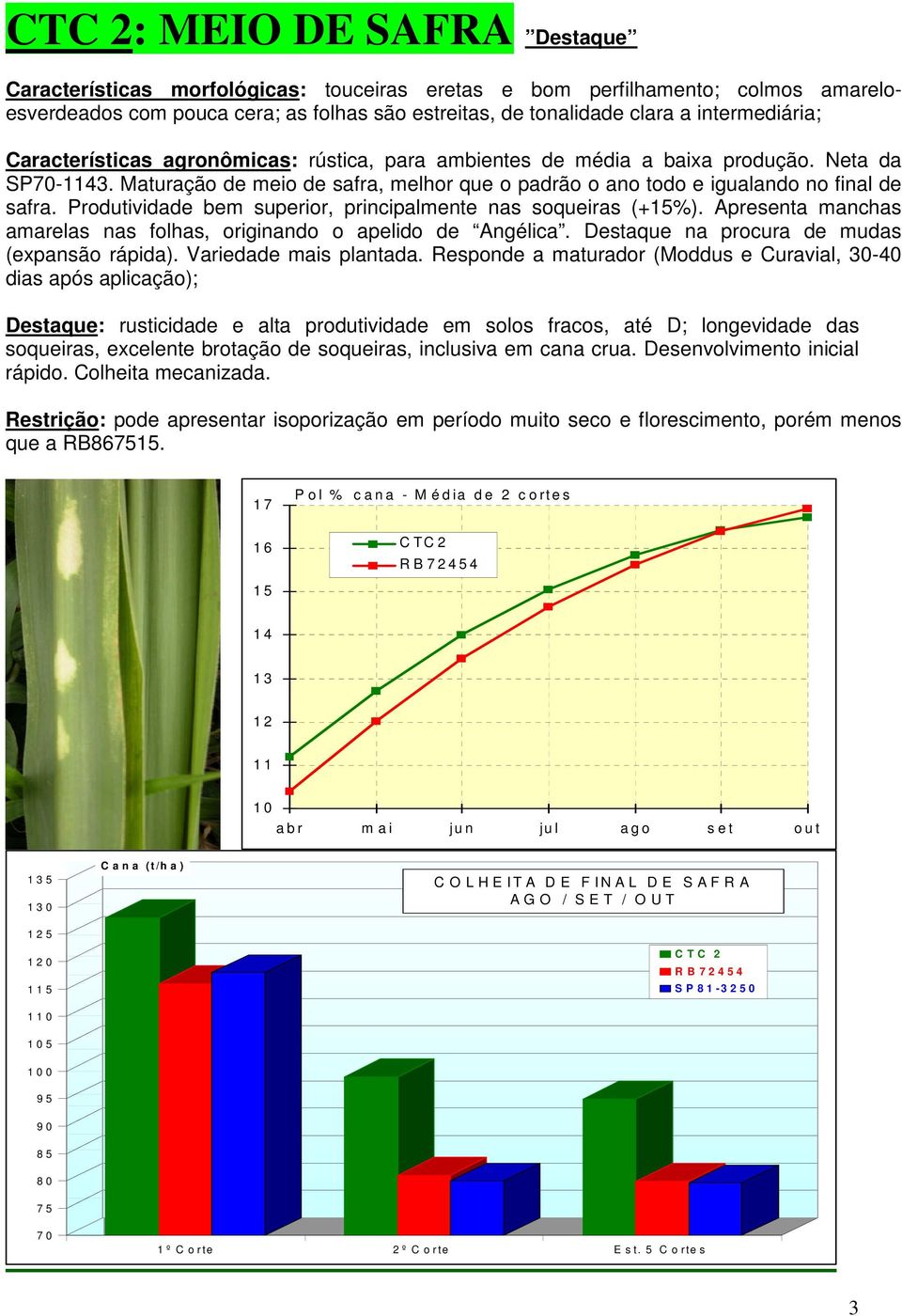 Maturação de meio de safra, melhor que o padrão o ano todo e igualando no final de safra. Produtividade bem superior, principalmente nas soqueiras (+%).