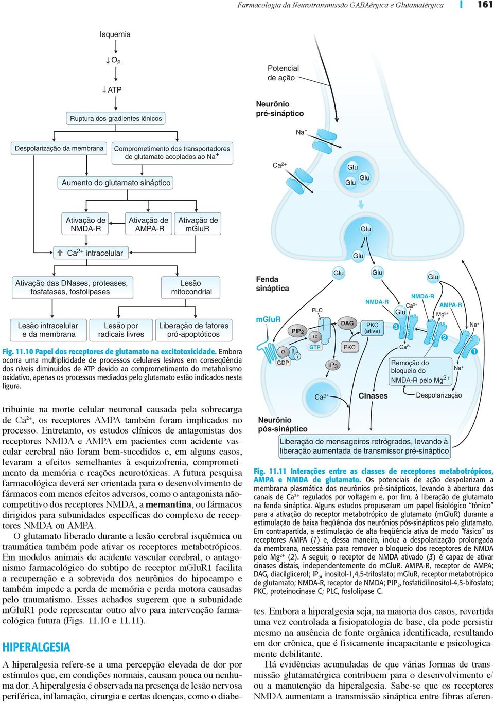 fosfatases, fosfolipases Lesão intracelular e da membrana tribuinte na morte celular neuronal causada pela sobrecarga de Ca 2+, os receptores AMPA também foram implicados no processo.