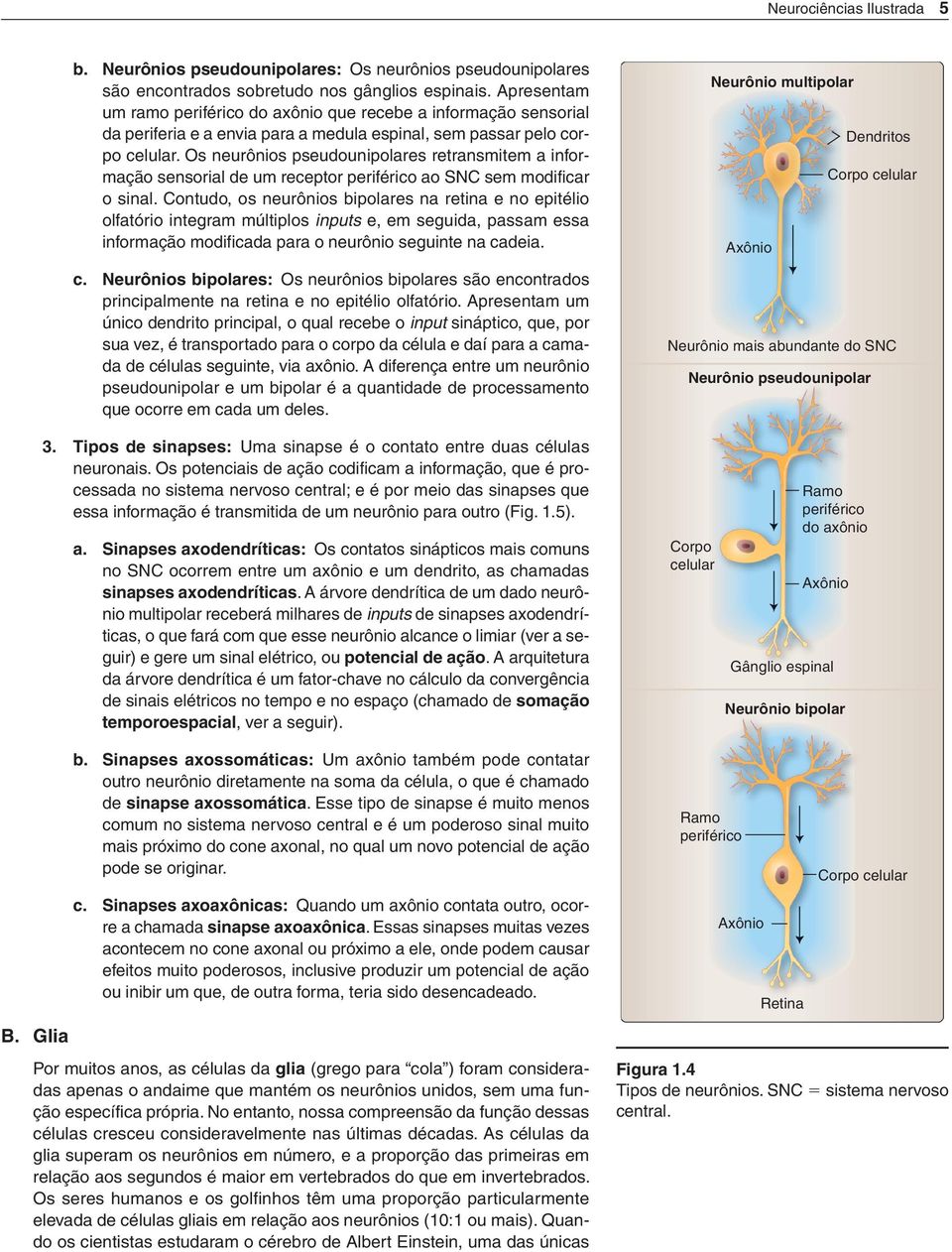 Os neurônios pseudounipolares retransmitem a informação sensorial de um receptor periférico ao SNC sem modificar o sinal.